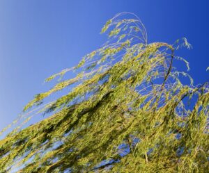 weeping willow on the banks of the river in the city of federation province of entre rios argentina